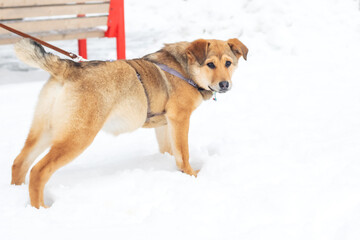A brown dog is standing on a leash in the snowy landscape