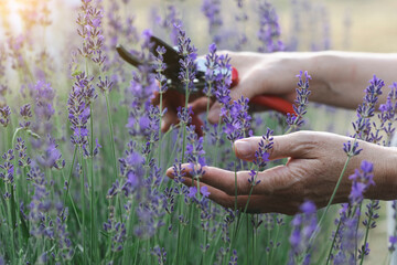 a pruning lavender
