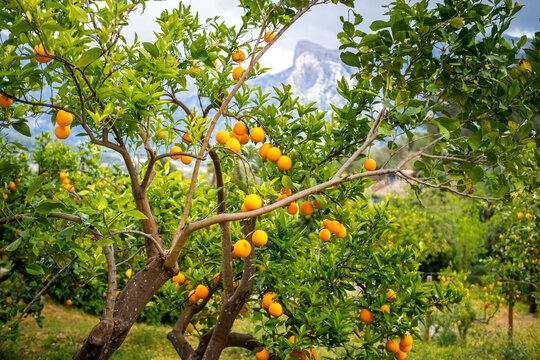 Small orange tree with ripe oranges in the S&oacute;ller valley amidst Serra de Tramuntana mountains of Mallorca, highlighting the organic produce, perfect for promoting fresh citrus fruits and agritourism.