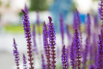 In a field, several purple flowers are blooming beautifully among the grass