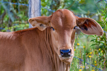 Close-up portrait of a brown calf with long ears, looking at the camera, captured in a farm in the eastern Andean mountains of central Colombia.