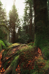 wilderness October woods landscape in mountains with trees moss cover and dramatic sun light glare effect, vertical photography