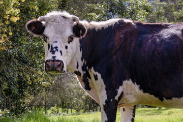 Close-up portrait of a red and white young cow, looking at the camera, captured in a farm in the eastern Andean mountains of central Colombia.