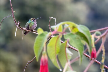 A short-tailed emerald hummingbird perched on a fuchsia boliviana twig, under the sun of the afternoon, in a farm in the eastern Andean mountains of central Colombia. © Mauricio Acosta