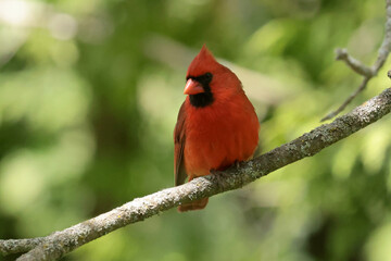 Male Cardinal in summer