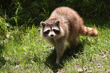 Female Raccoon walking down forest trail on bright summer day