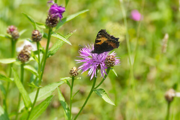 Small tortoiseshell butterfly (Aglais urticae) sitting on pink flower in Zurich, Switzerland
