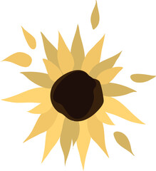 Yellow sunflower on isolated white background. Watercolor botanical illustration, hand drawing, boho design