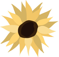 Yellow sunflower on isolated white background. Watercolor botanical illustration, hand drawing, boho design