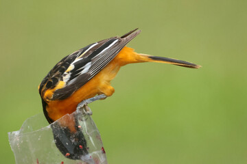 Baltimore Oriole on perch eating jam