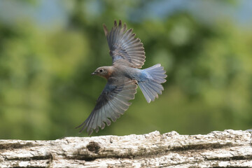 Female Bluebird in flight