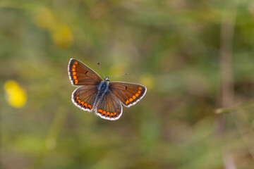 green background and tiny butterfly, Brown Argus, Polyommatus agestis