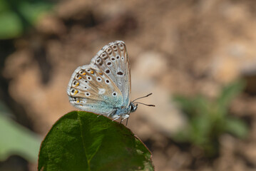 blue butterfly resting on purple flower, Polyommatus dezinus