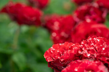 雨に濡れても燃える情熱の赤