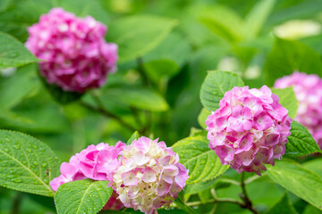 Fototapeta premium 梅雨の花、紫陽花