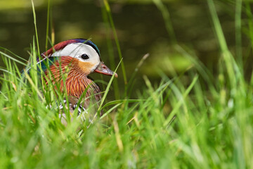 An adult male mandarin duck (Aix galericulata) hiding in tall grass on the shore of a pond