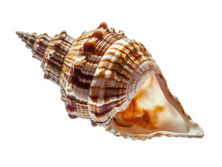 Obraz premium A shell with a brown and white pattern is shown on a white background