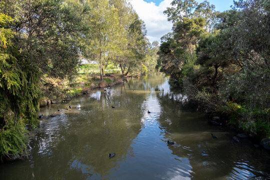 Edgars Creek in Edwardes Lake Park, a serene waterway with wild birds and surrounded by Australian native trees. An urban park in Reservoir,  in Melbourne's northern suburbs.