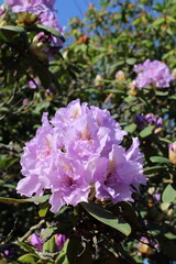 purple hydrangea