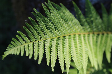 fern leaf in the forest