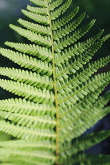 close up of fern
