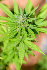 VISTA DE CERCA DE FLORES Y HOJAS DE MARIHUANA