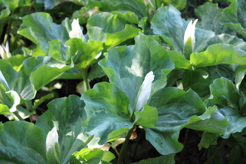 White long flowers with huge leaves