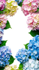 Cutout frame from blue and pink hydrangea flowers