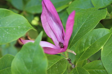A beautiful pink flower with large green leaves