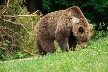 Naklejka premium brown bear in the woods