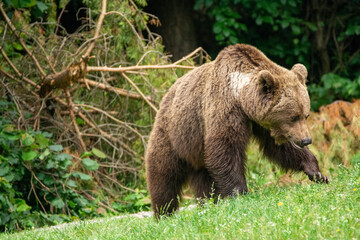 brown bear in the forest