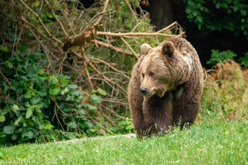 Naklejka premium brown bear in the woods