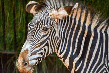 Naklejka premium zebra portrait