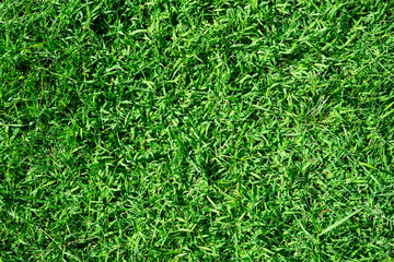 natural green grass texture background