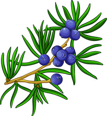 Juniper Branch with Berries and Leaves Colored Detailed Illustration. Essential oil ingredient for cosmetics, spa, aromatherapy, health care, alternative medicine.