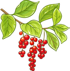 Schisandra Branch with Berries and Leaves Colored Detailed Illustration. Organic natural nutritional healthy food ingredient, vegetarian diet product