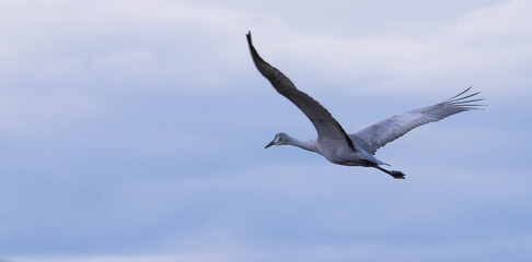 Sandhill Cranes flying in the sky