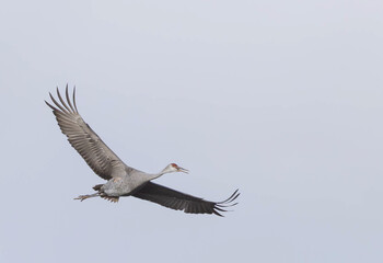 Sandhill Cranes flying in the sky