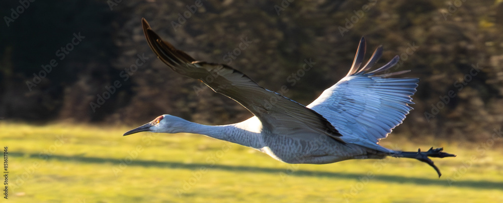 Poster sandhill crane flying with woods in the background