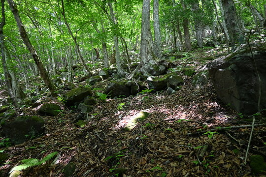 日本,山,栃木,新緑