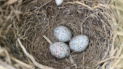 Bird egg on the nest.