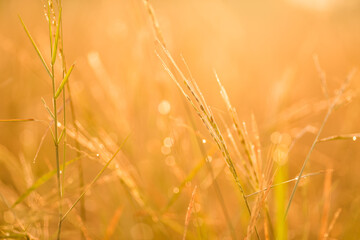 Fototapeta premium grass flower on sunset background