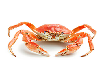 Jonah Crab isolated on white background