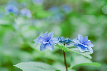 上野に咲く美しい紫陽花