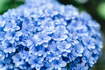 上野に咲く美しい紫陽花