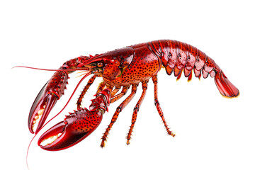 Red Swamp crayfish or crab isolated on white background with clipping path