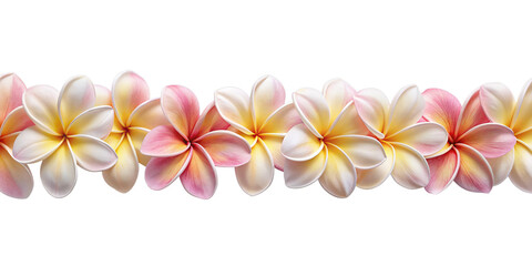Obraz premium Seamless Garland of Pink Frangipani Flowers, isolated on white transparent background, png element. Plumeria seamless long border