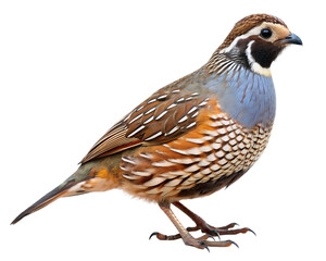 Quail Bird, Isolated on White Transparent Background, PNG Element