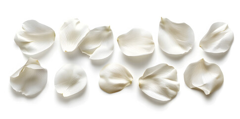 Collection of soft white flower petals isolated on a white background