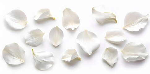 Collection of soft white flower petals isolated on a white background